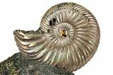 Iridescent, Pyritized Ammonite (Quenstedticeras) Fossil Display #353753-1